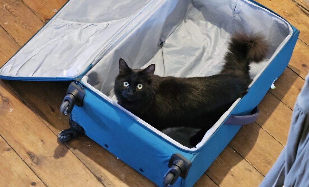 A cat sat in a blue suitcase