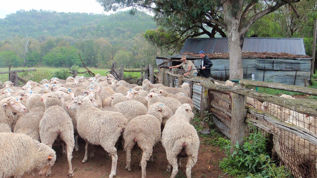 Sheep herding