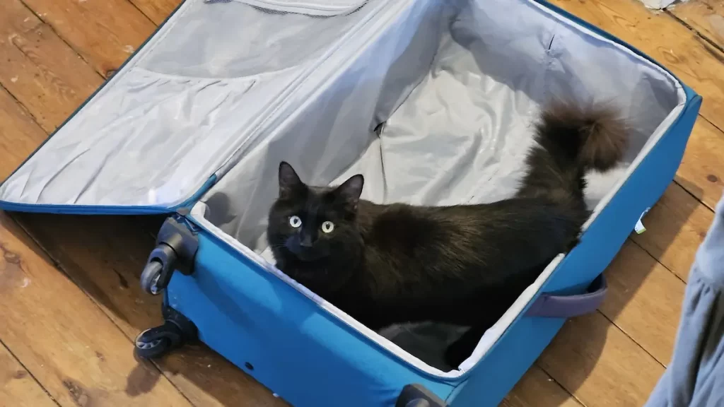 A black fluffy cat sat in a blue suitcase