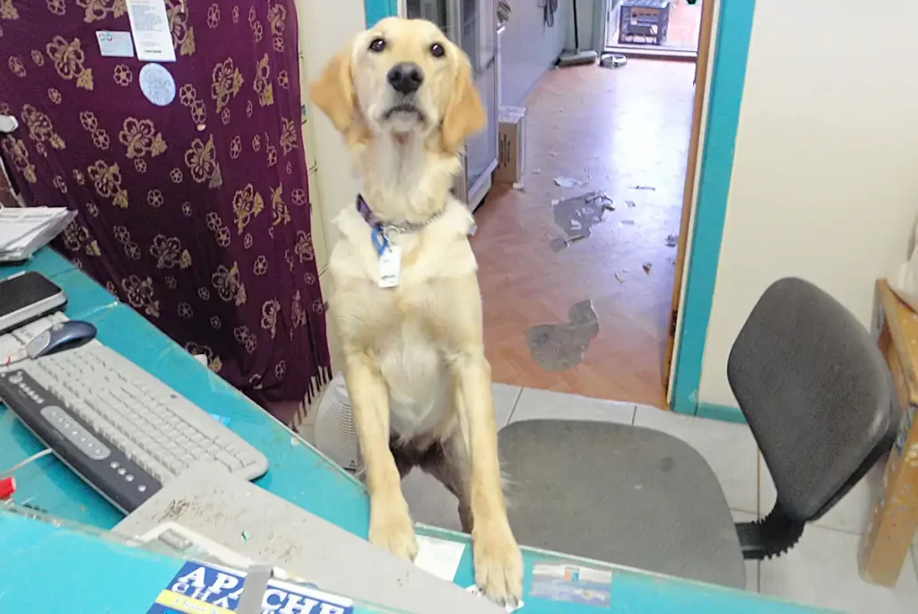 A golden labrador on its hind legs behind a hostel reception desk. It's front paws are on the desk as if it is the receptionist there.
