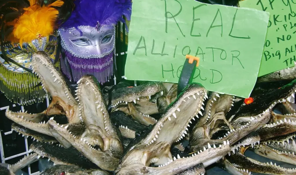 A stall selling real alligator heads