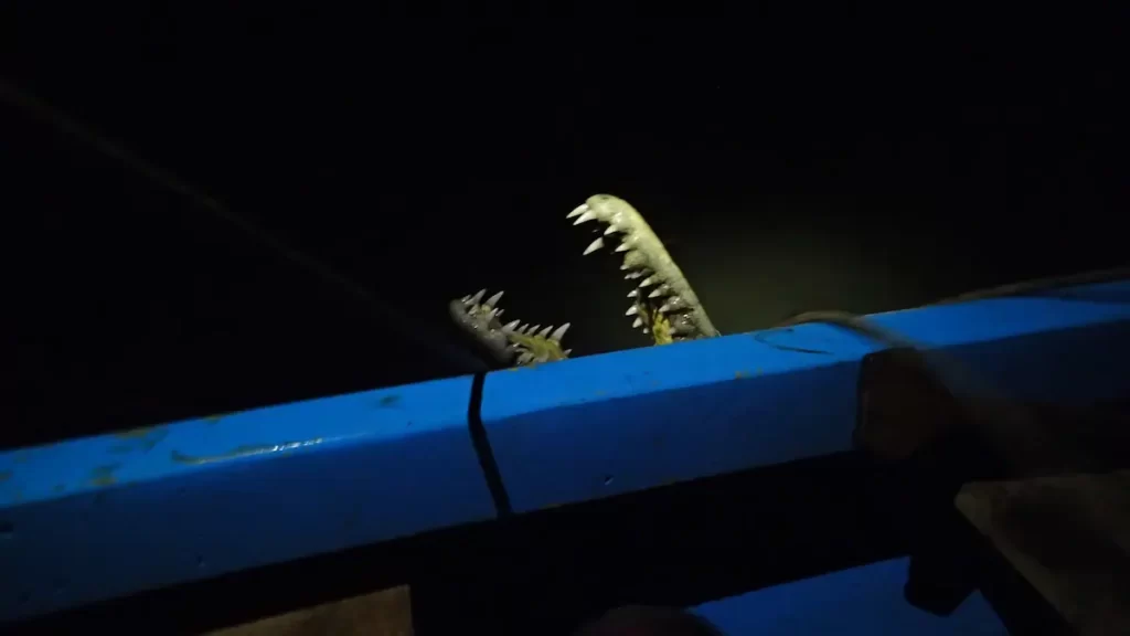 The mouth of a wild crocodile open and baring sharp teeth next to the edge of a wooden boat at night