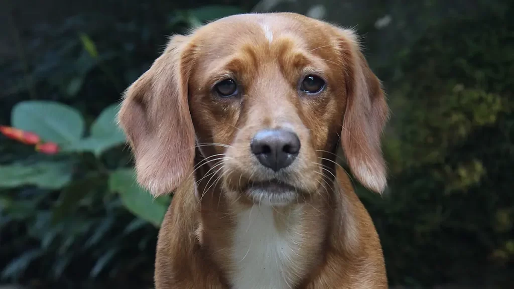Head shot of a small breed light brown dog