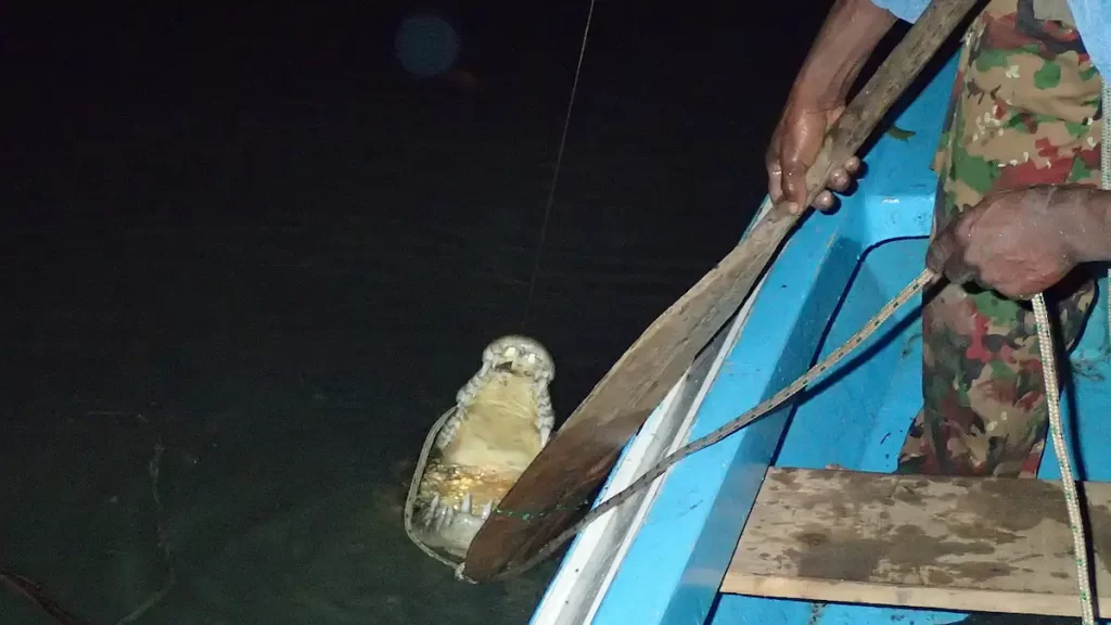 A crocodile with its mouth open next to a small wooden boat with a local man trying to control it using rope and a boat oar