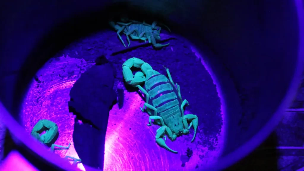 Scorpions glowing green under a UV light